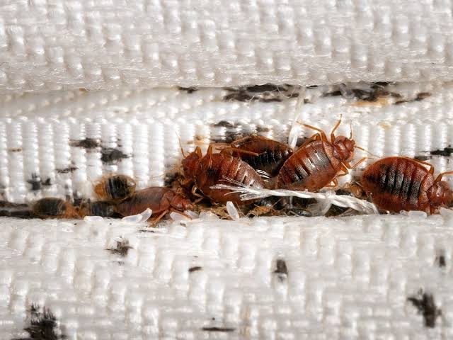 Bed Bugs Control
