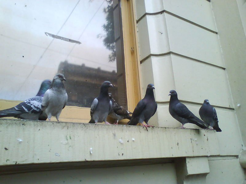 Bird Control