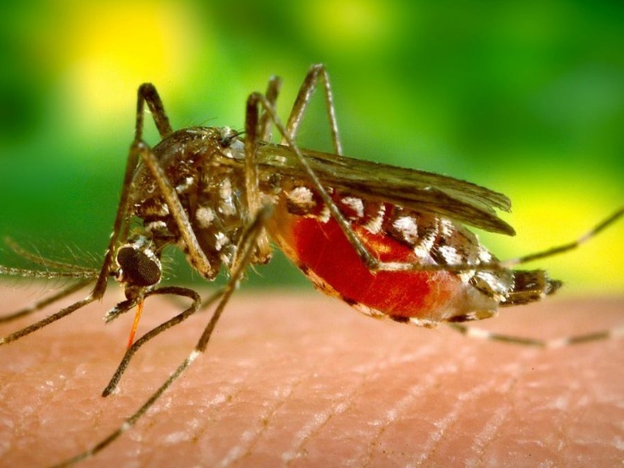 Mosquito Fly Control